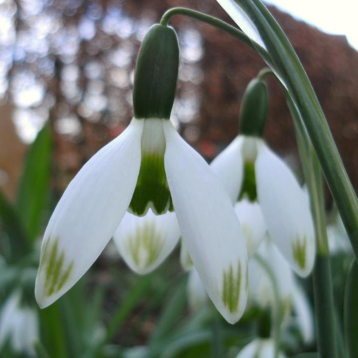 Galanthus 'Jessica'