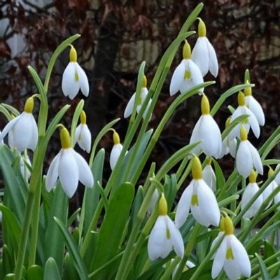 galanthus-june-boardman_400.jpeg