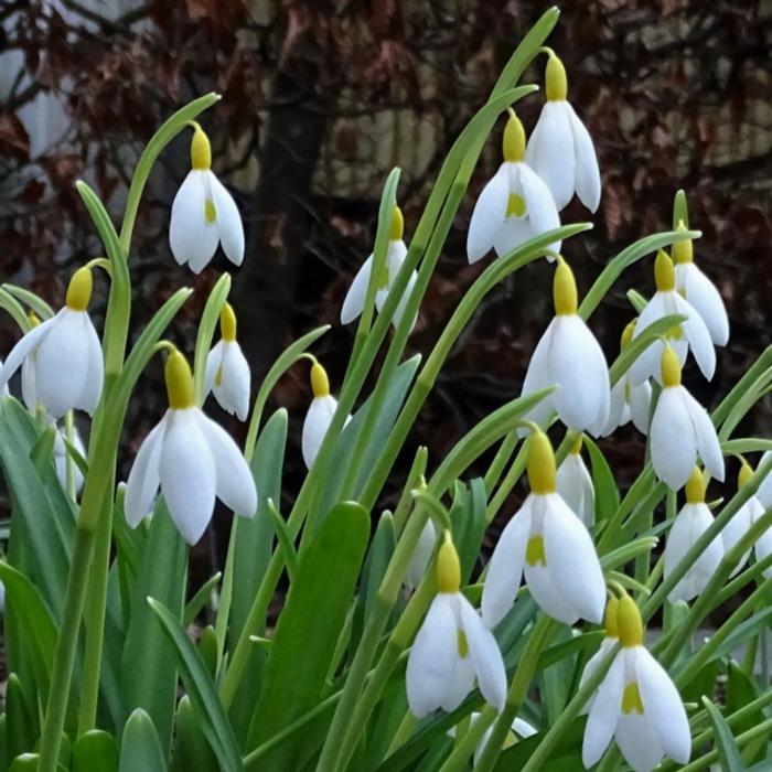 Galanthus 'June Boardman' plant