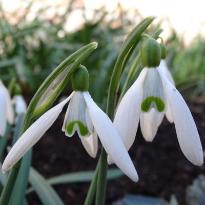 galanthus-komma-_400.jpeg