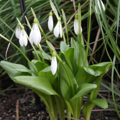 galanthus-krasnovii_1_400.jpeg