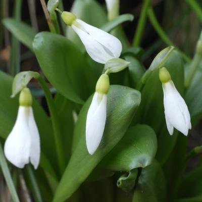 galanthus-krasnovii_400.jpeg