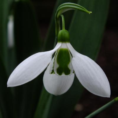 galanthus-kyre-park_400.jpeg