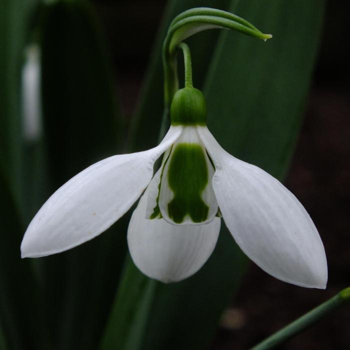 Galanthus elwesii 'Kyre Park' plant