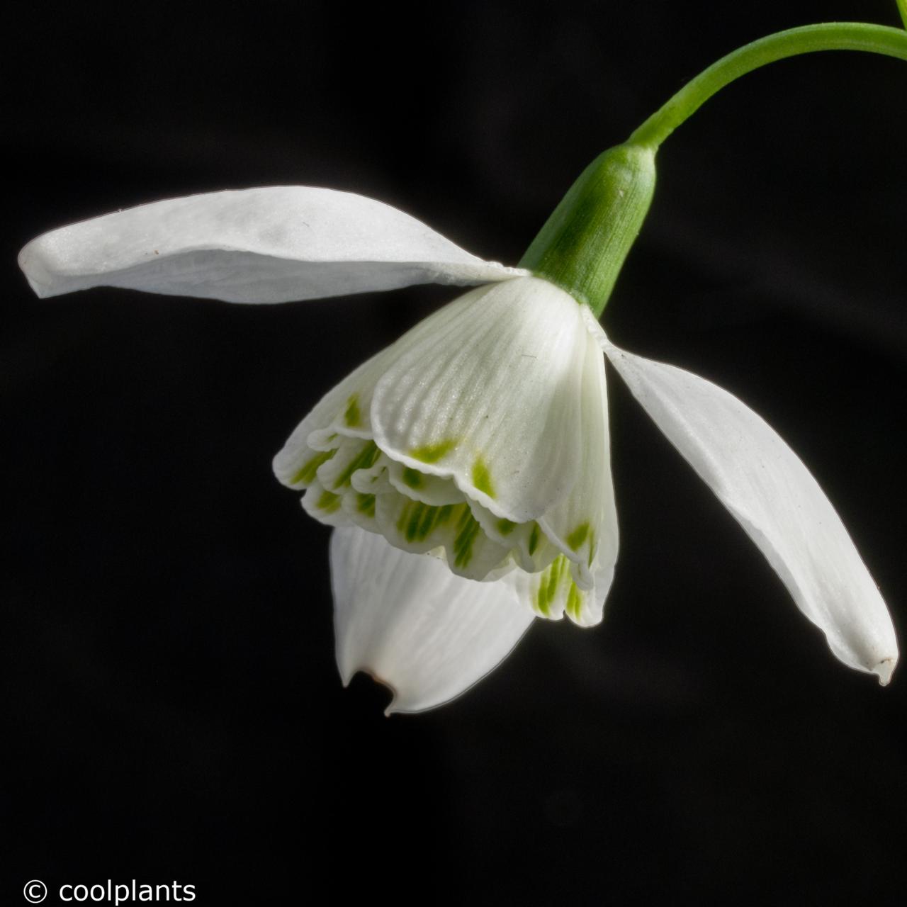 Galanthus 'Lady Beatrix Stanley' plant