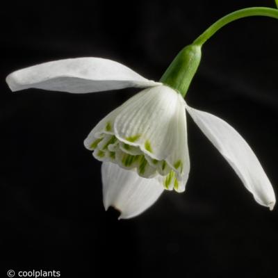 galanthus-lady-beatrix-stanley