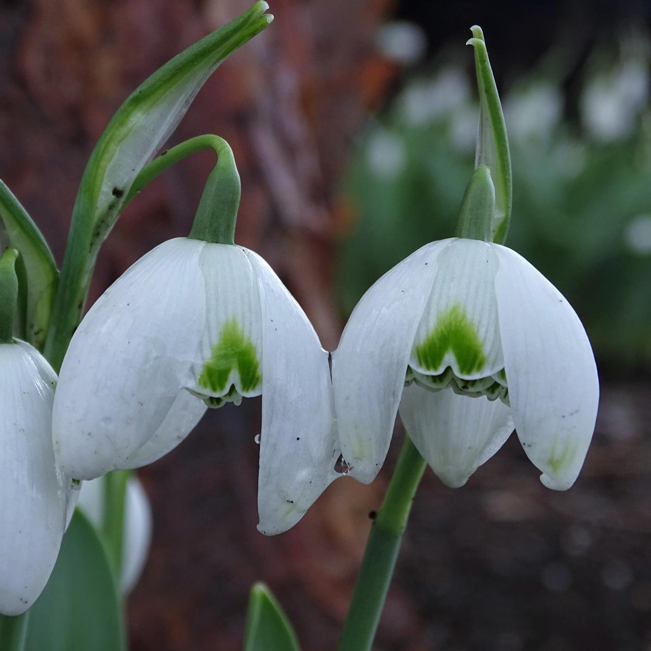 Galanthus 'Lady Fairhaven' plant