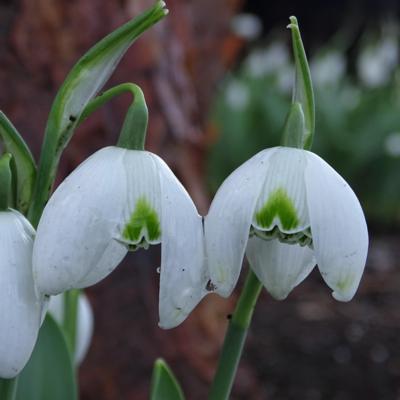 galanthus-lady-fairhaven