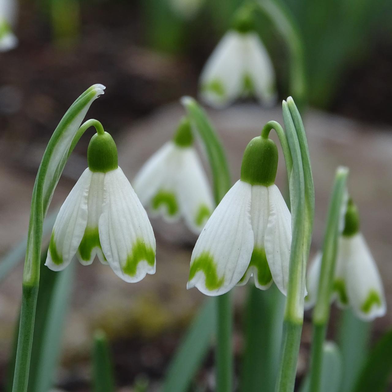 Galanthus 'Lady Putman' plant