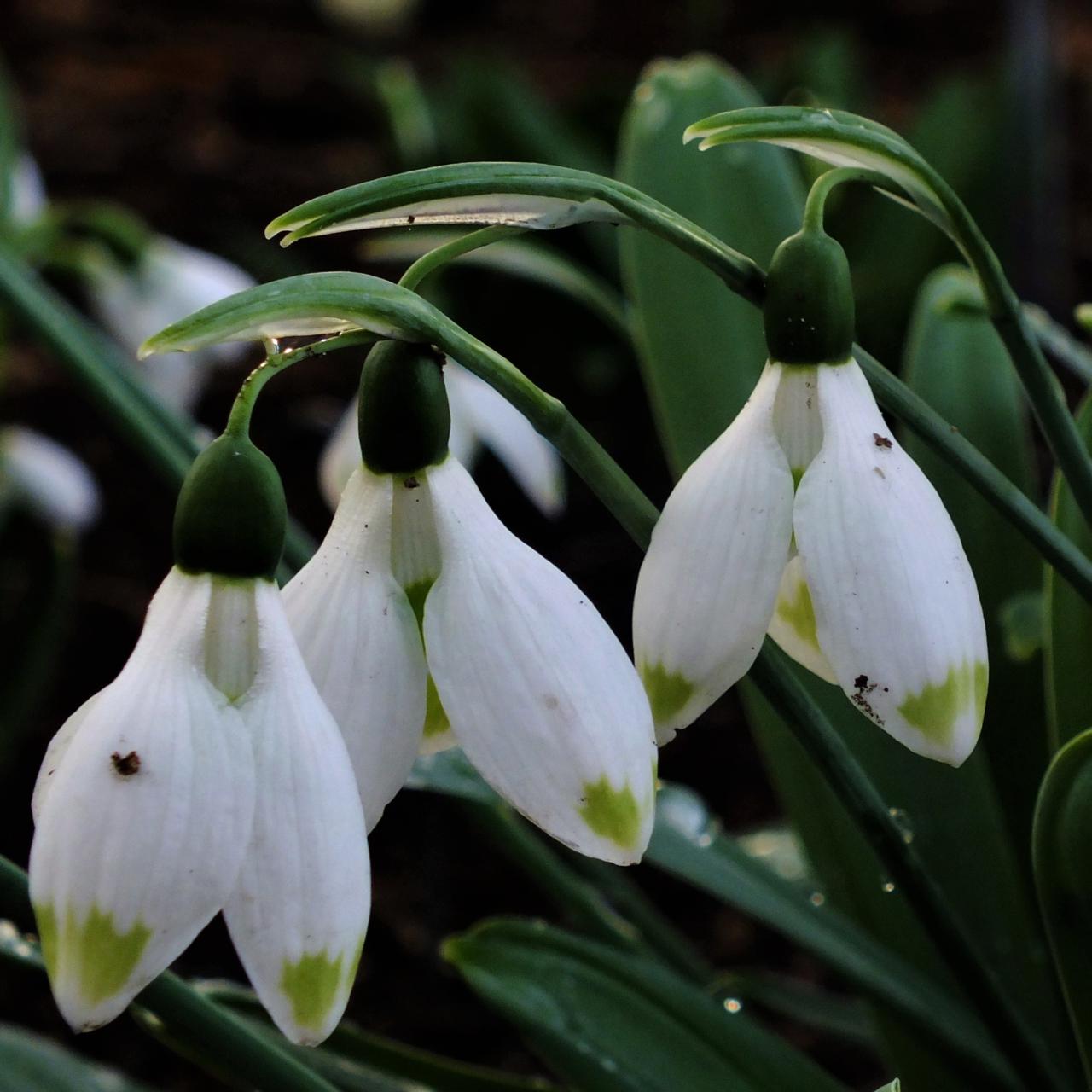 Galanthus 'Ladybird' plant