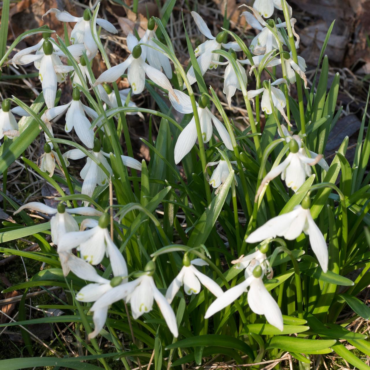 Galanthus lagodechianus plant