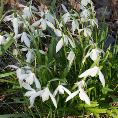 galanthus-lagodechianus