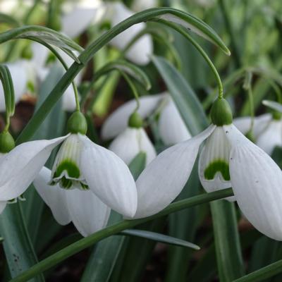 galanthus-little-ben_400.jpeg