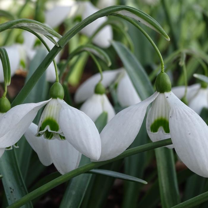 Galanthus 'Little Ben'