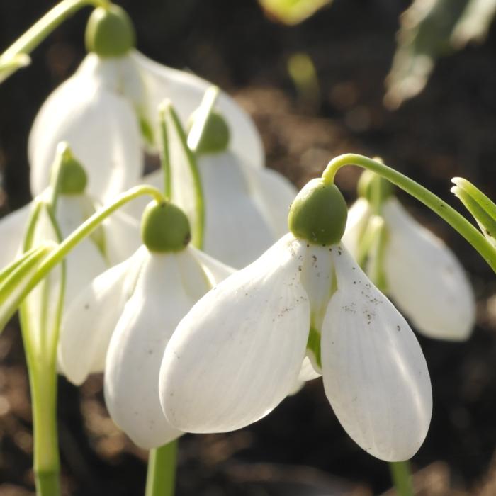 Galanthus 'Little Dorrit' plant