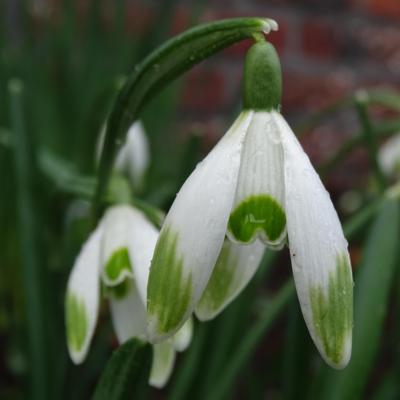 galanthus-llo-n-green_400.jpeg