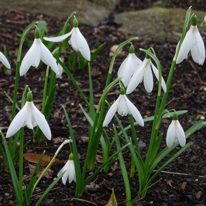 Galanthus 'Loose Spirit' plant