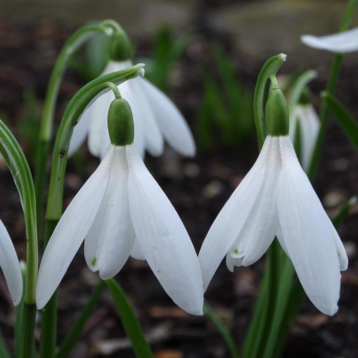 Galanthus 'Loose Spirit' plant