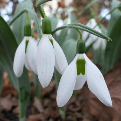galanthus-louise-ann-bromley_400.jpeg