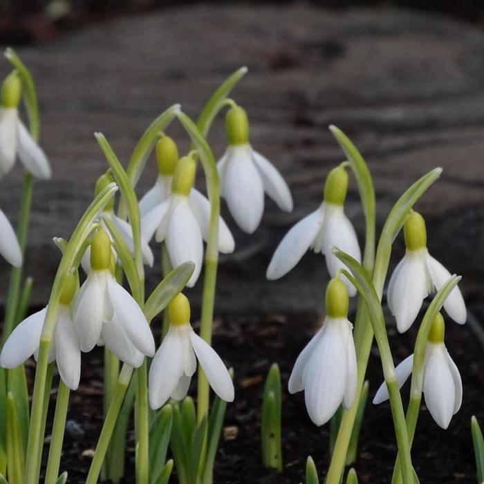 Galanthus 'Mec Dab' plant