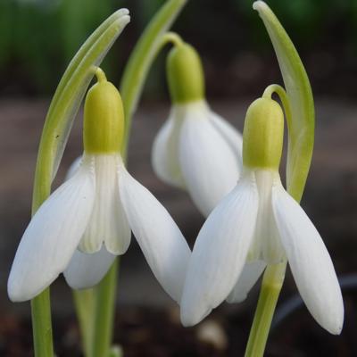 galanthus-mec-dab_400.jpeg