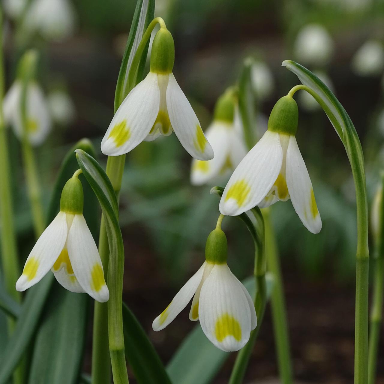 Galanthus 'Midas' plant