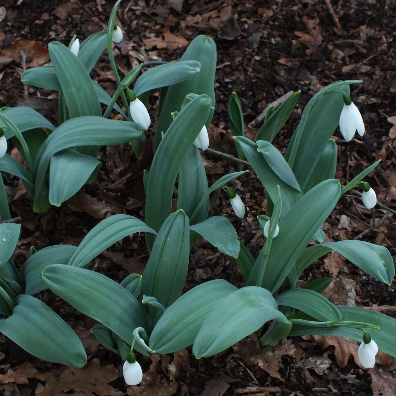 Galanthus 'Miller's Late' plant