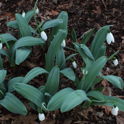 galanthus-millers-late_400.jpeg