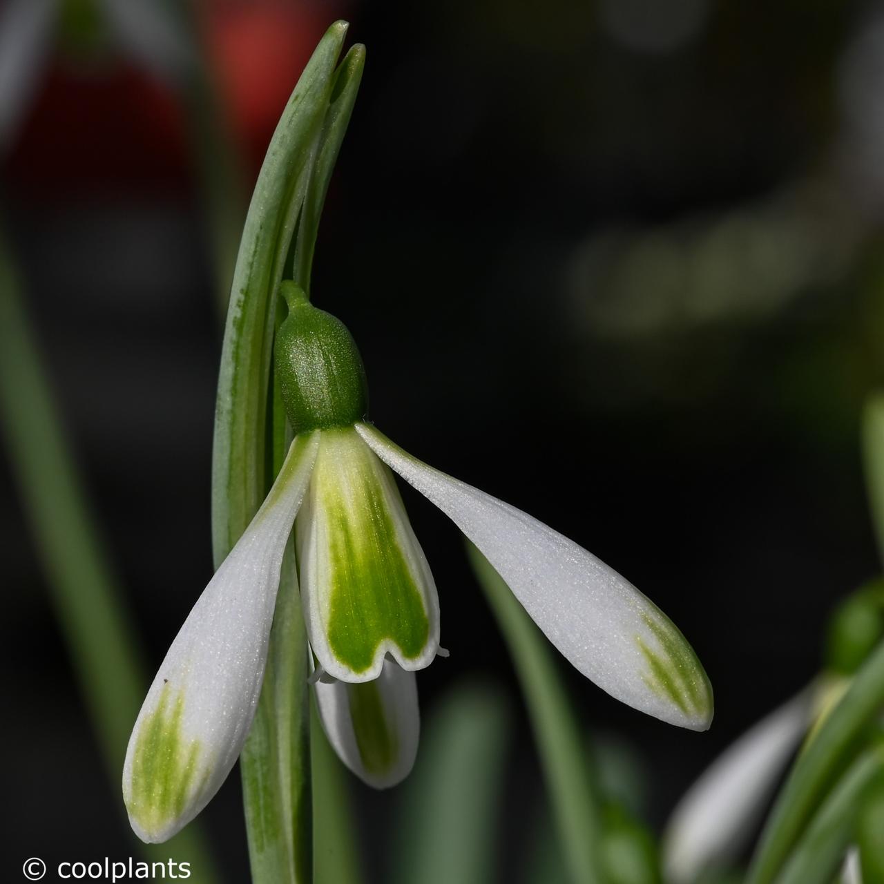 Galanthus 'Modern Art' plant