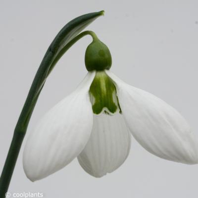 galanthus-moortown-mighty_400.jpeg