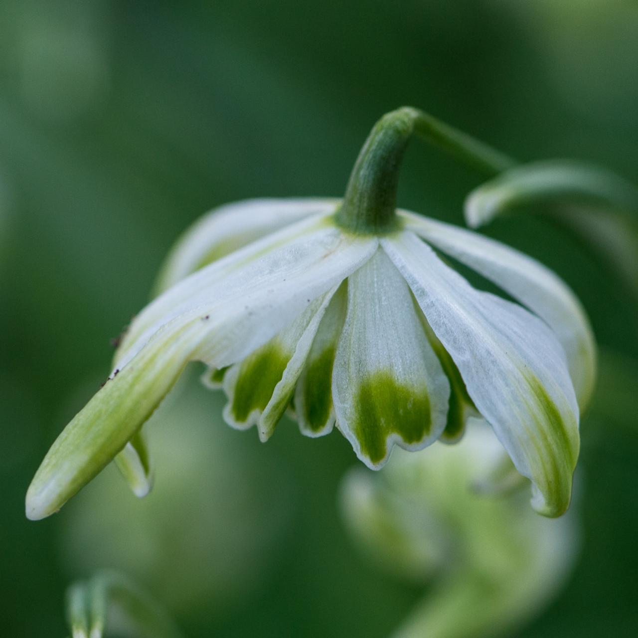 Galanthus 'Mordred' plant