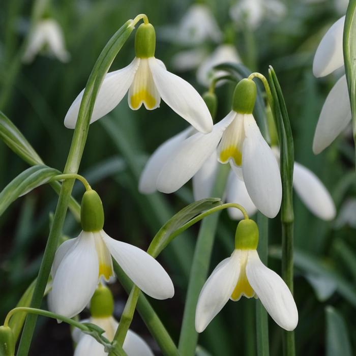 Galanthus 'Mother Goose' plant
