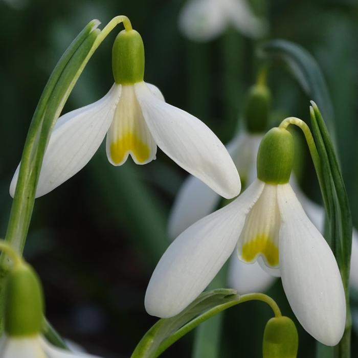 Galanthus 'Mother Goose' plant