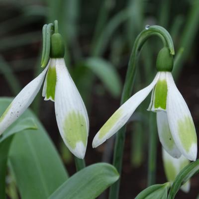 galanthus-moyas-green_400.jpeg