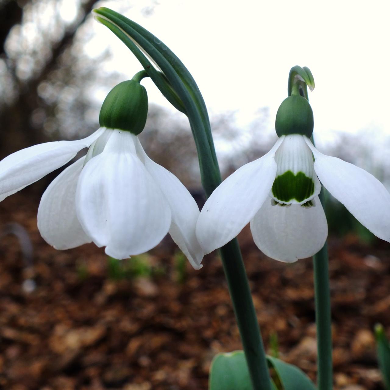 Galanthus elwesii 'Mr Blobby' plant