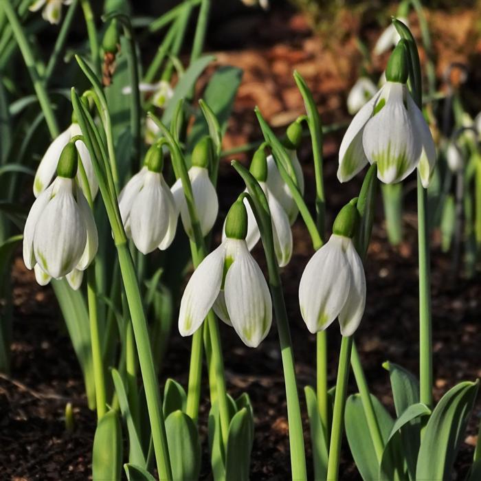 Galanthus 'Mr. Camouflage' plant