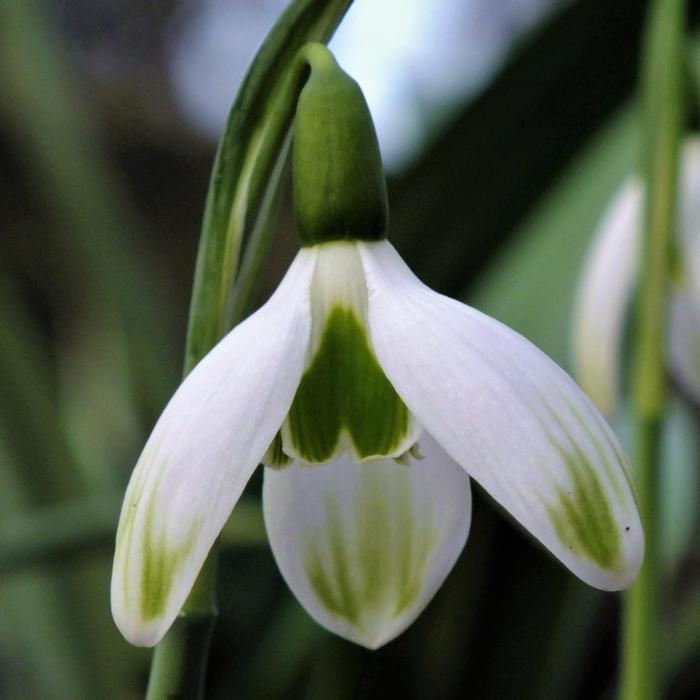 Galanthus 'Mr. Camouflage' plant