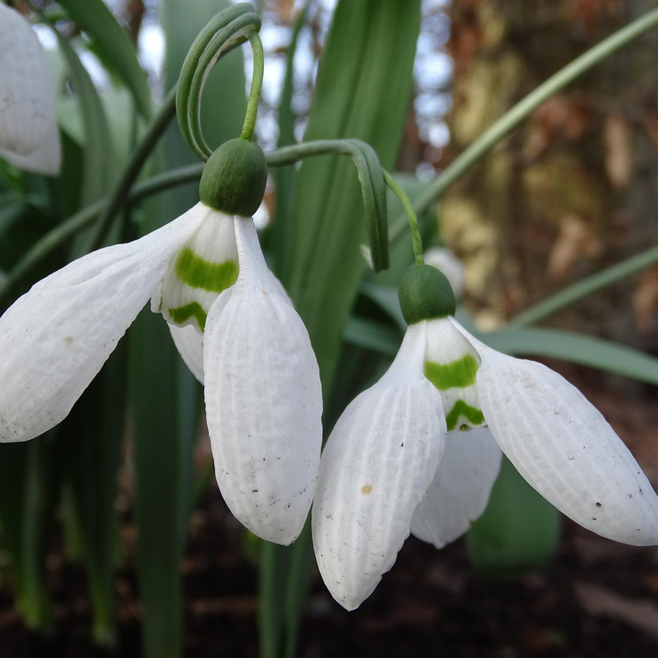 Galanthus 'Naughton' plant