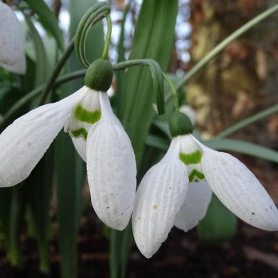 galanthus-naughton_400.jpeg