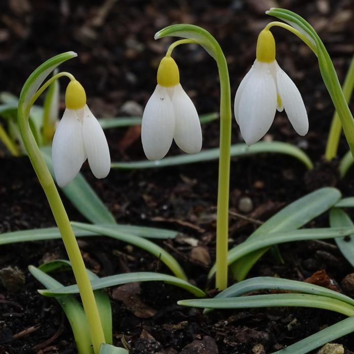 Galanthus 'Nettetal Gold' plant