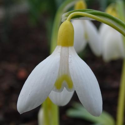 galanthus-nettetal-gold_400.jpeg