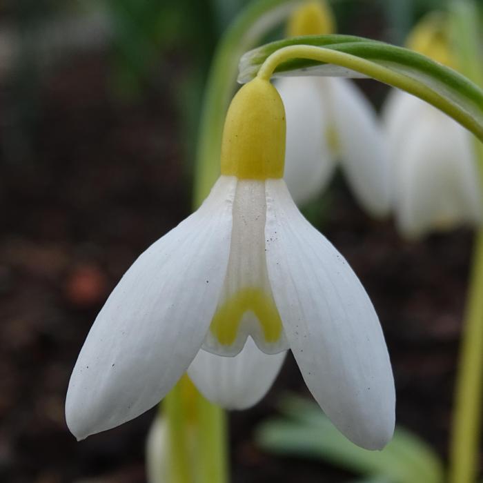 Galanthus 'Nettetal Gold' plant