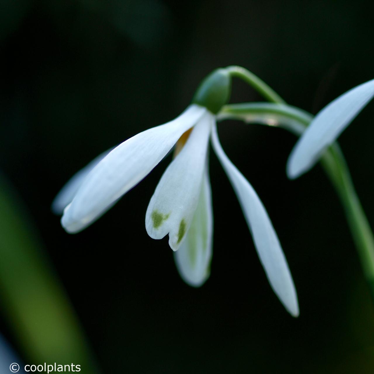 Galanthus nivalis 'Angelique' plant