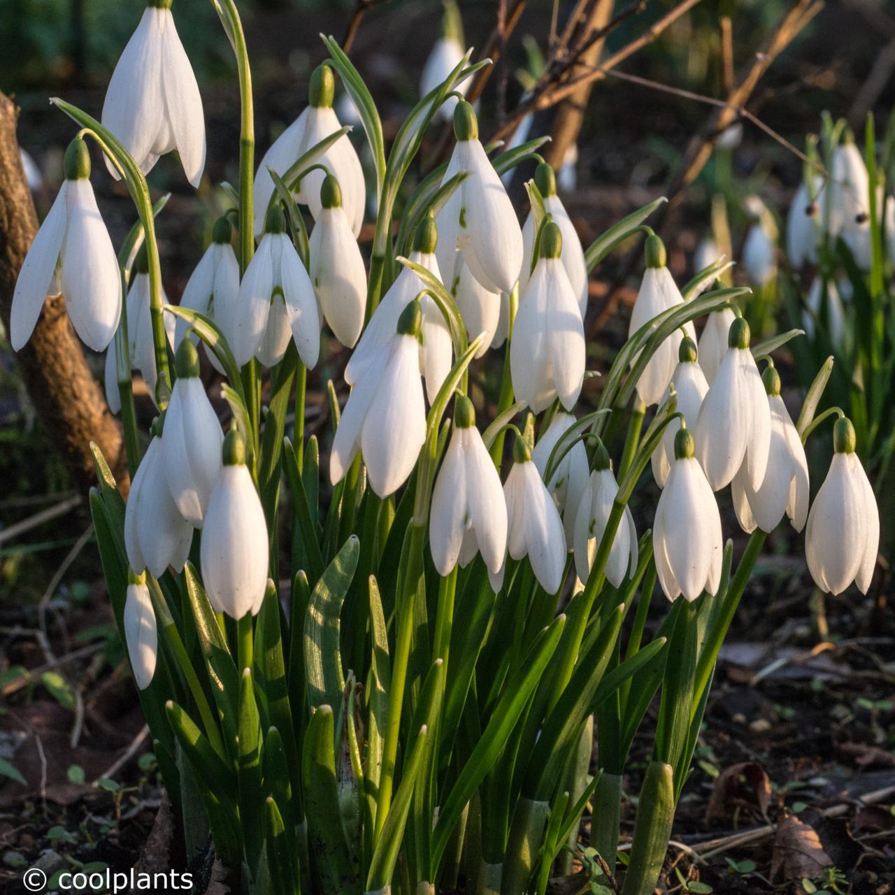 Galanthus nivalis 'Anglesey Abbey' plant