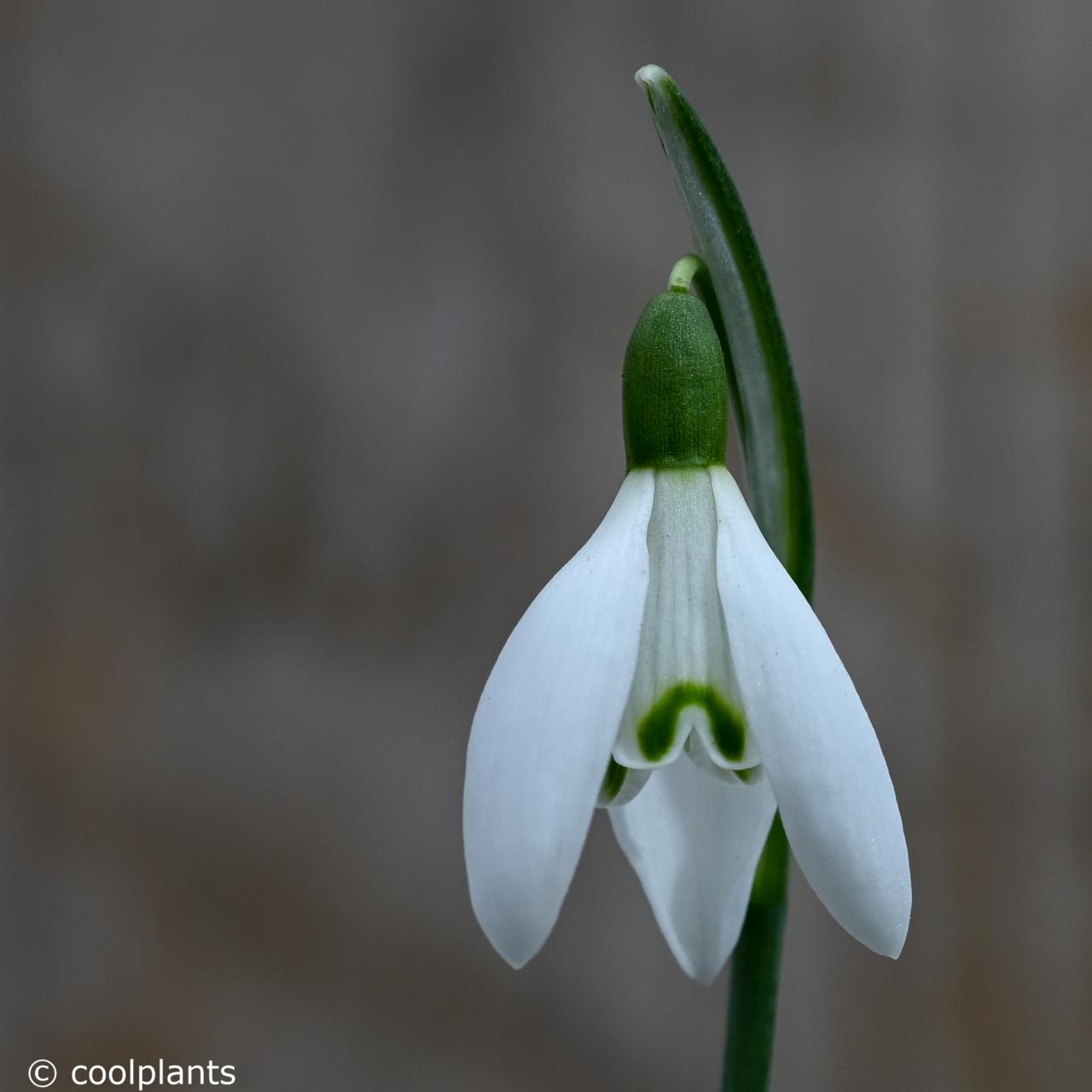 Galanthus nivalis 'April Fool' plant