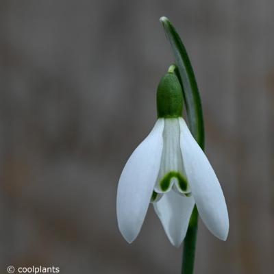 galanthus-nivalis-april-fool_400.jpeg