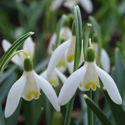 galanthus-nivalis-blonde-inge