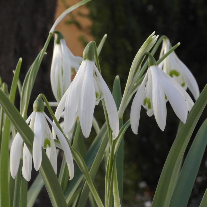 Galanthus nivalis 'Brumptons's Freak' plant