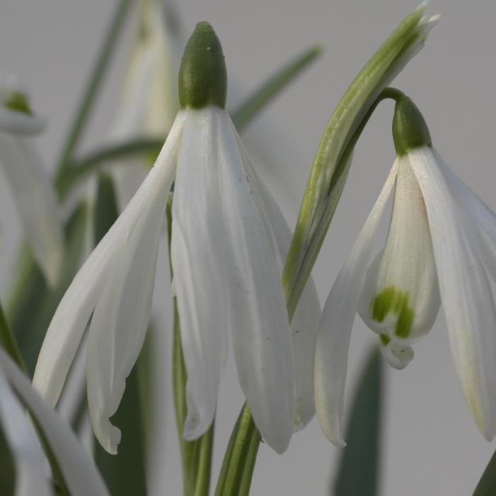 Galanthus nivalis 'Brumptons's Freak' plant