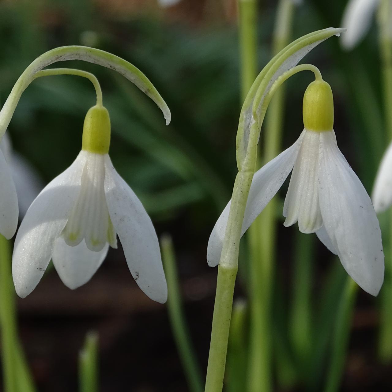 Galanthus nivalis 'Chtonic' plant